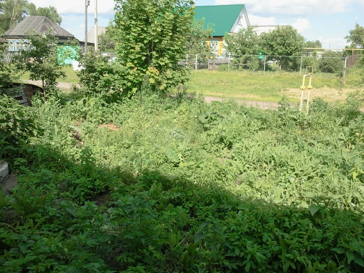Наш палисадник в почти первозданном виде (вообще-то крапива была еще выше)