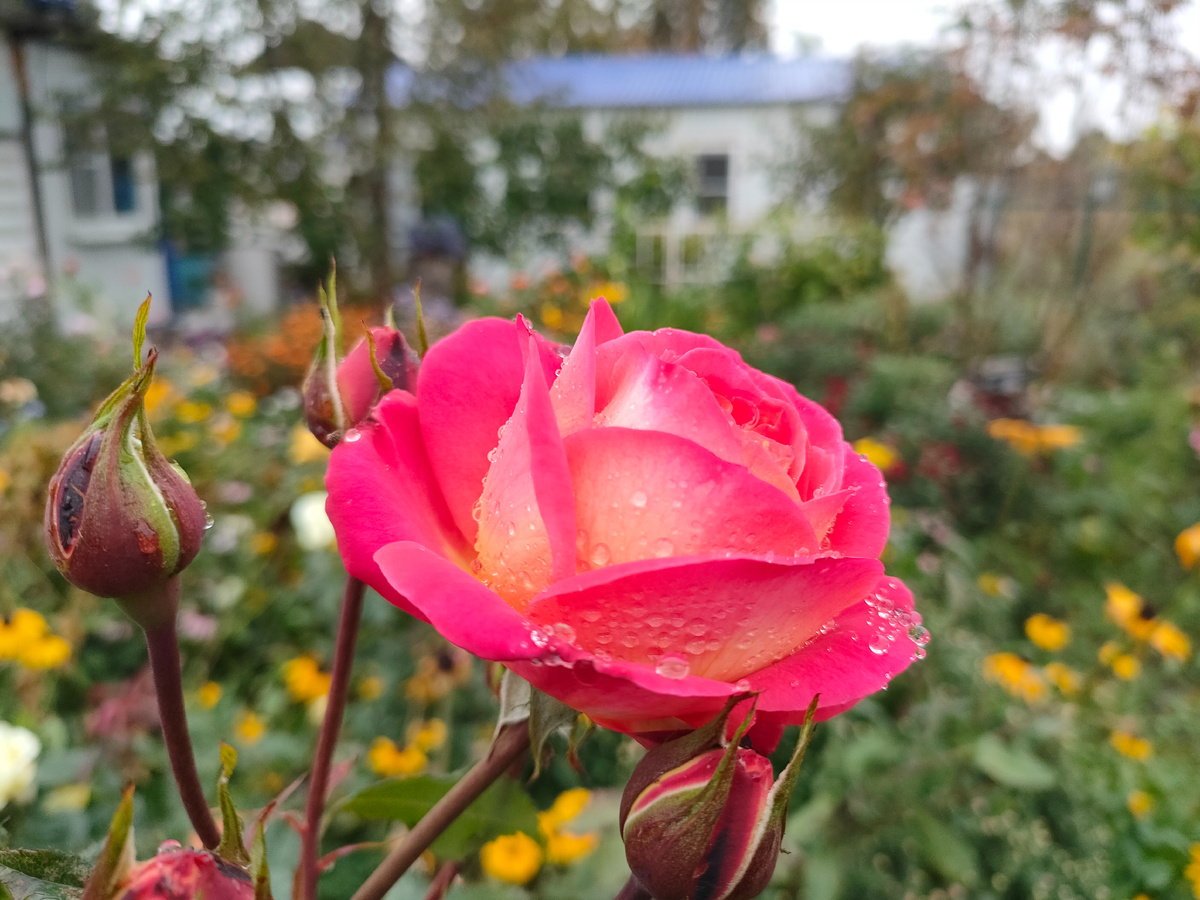 Здесь несколько фото роз на фоне цветущего палисадника