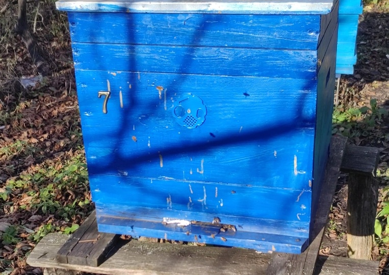 7 ноября, а пчелки все летают. Плохо это?