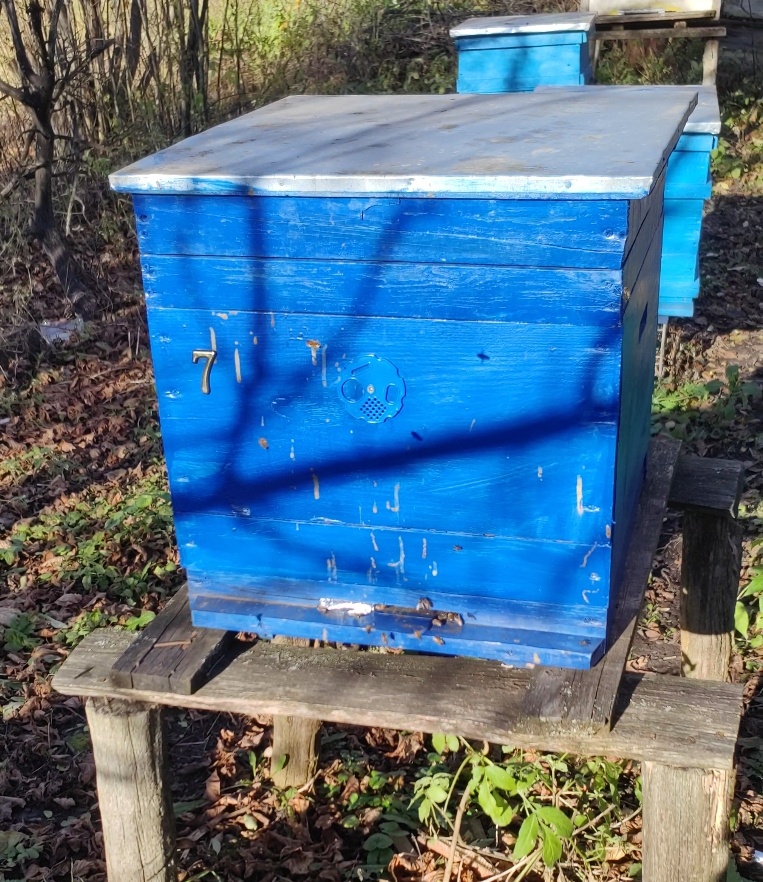 Полет пчел, 7 ноября 2025 Орловская область