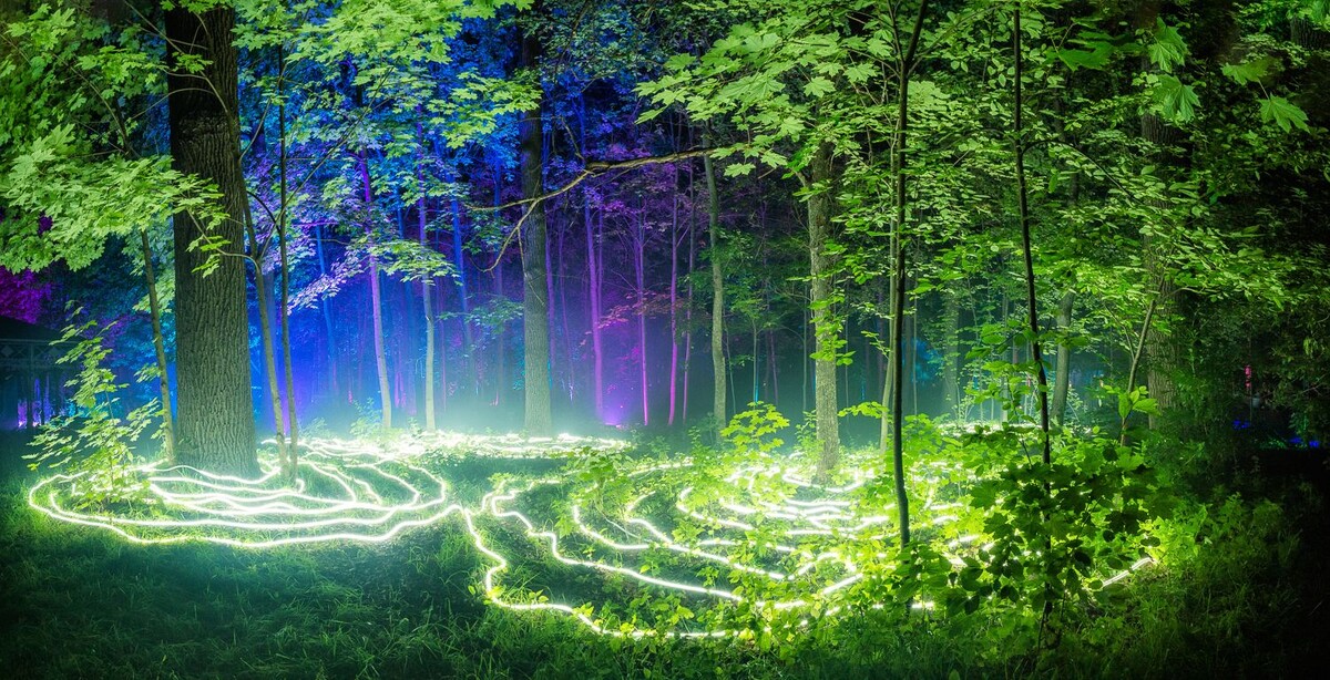 Новейшие исследования рисуют портрет леса не как собрания отдельных деревьев, а как «древесного интернета» — сложной социальной сети, где кипит своя, не слышная нам, жизнь.