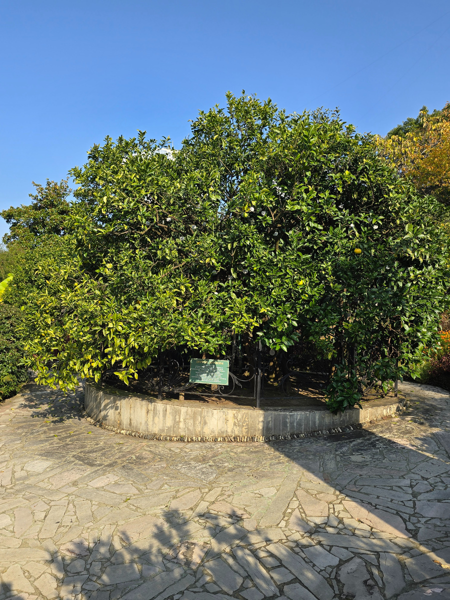 Дерево Дружбы