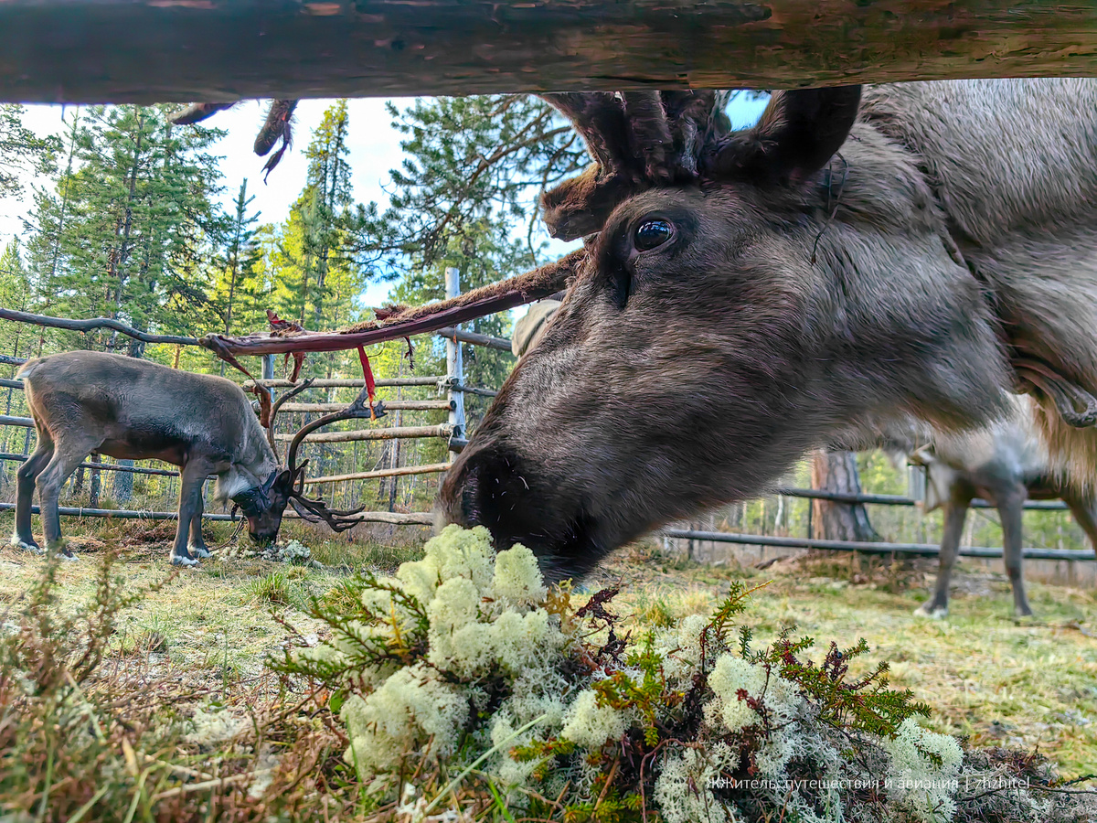 Сейчас оленей меньше, но оленеводство сохранилось. Частично — для туристов