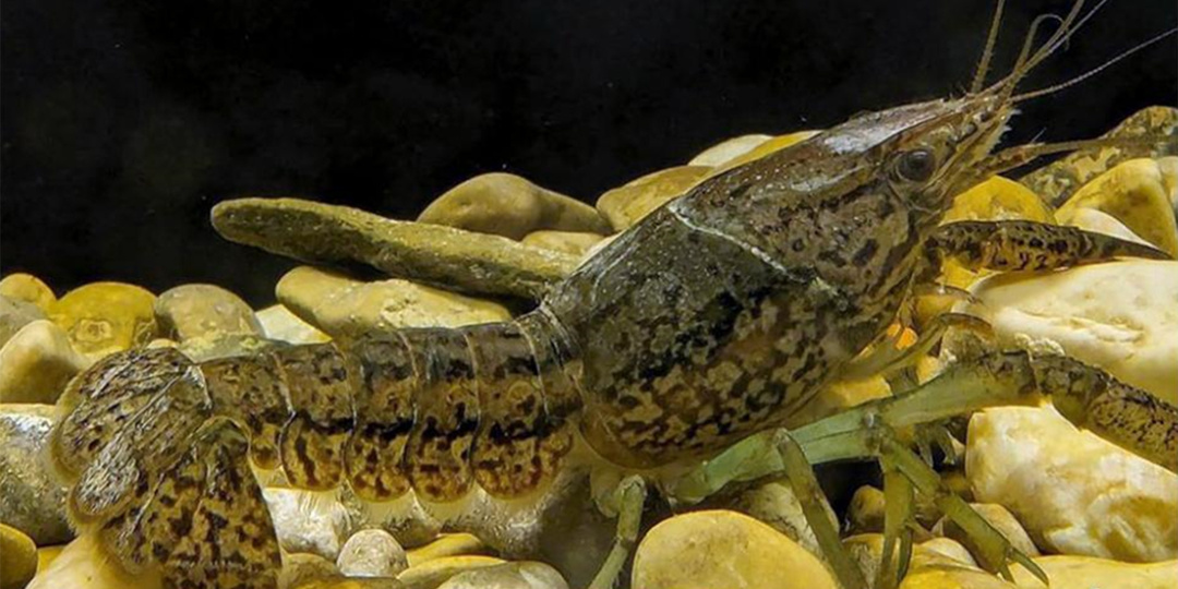 Опасного мраморного рака впервые обнаружили в реках Крымского полуострова