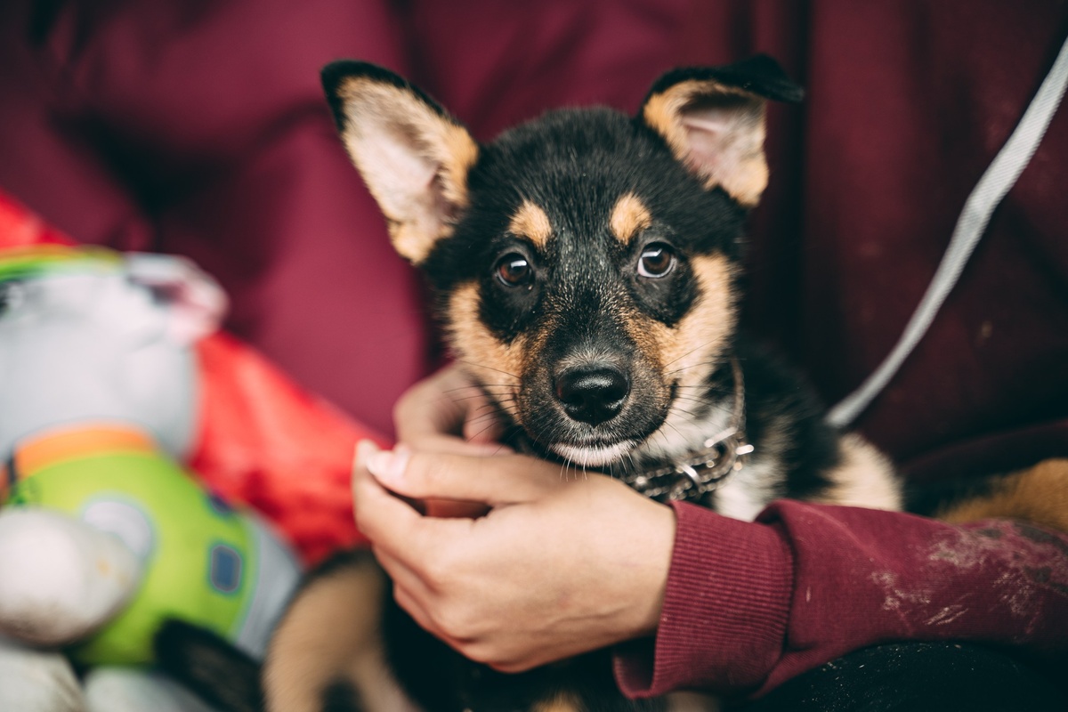    Компания Teddy Food запустит акцию помощи бездомным животным (фото 1)