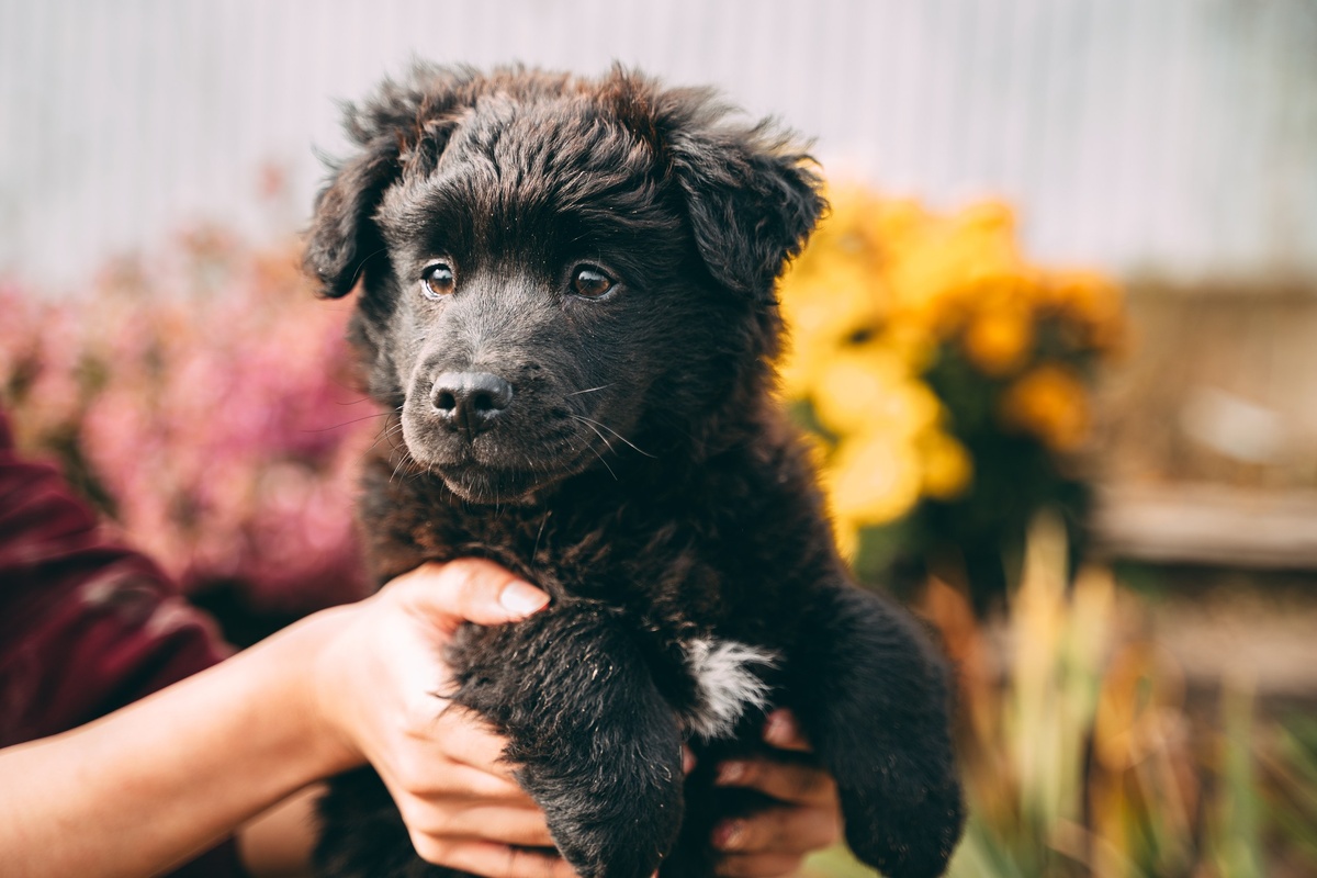    Компания Teddy Food запустит акцию помощи бездомным животным (фото 3)