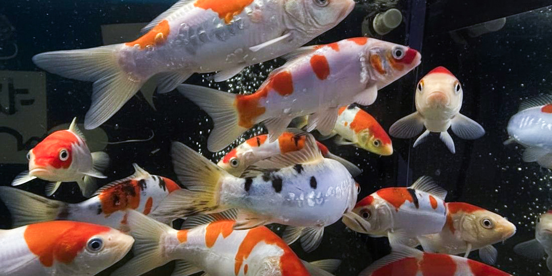 ТЕСТЫ ДЛЯ ВОДЫ. ПОЛЬЗА ИЛИ ТРАТА ДЕНЕГ?