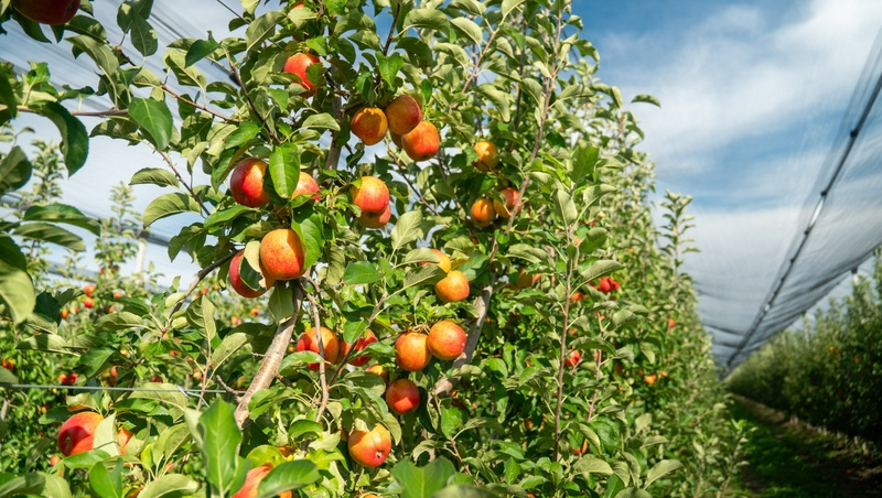    Благодаря саду ученики агроклассов смогут получать практические навыки Фото: ИА «Победа26»
