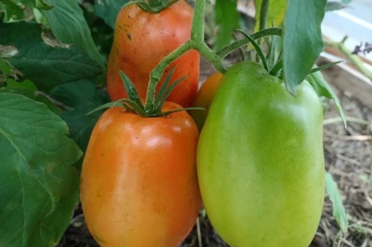    Группа «Союз» вошла в тепличный бизнес Тольятти