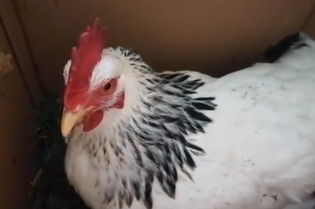    Фото: АиФ/ Светлана Болотникова