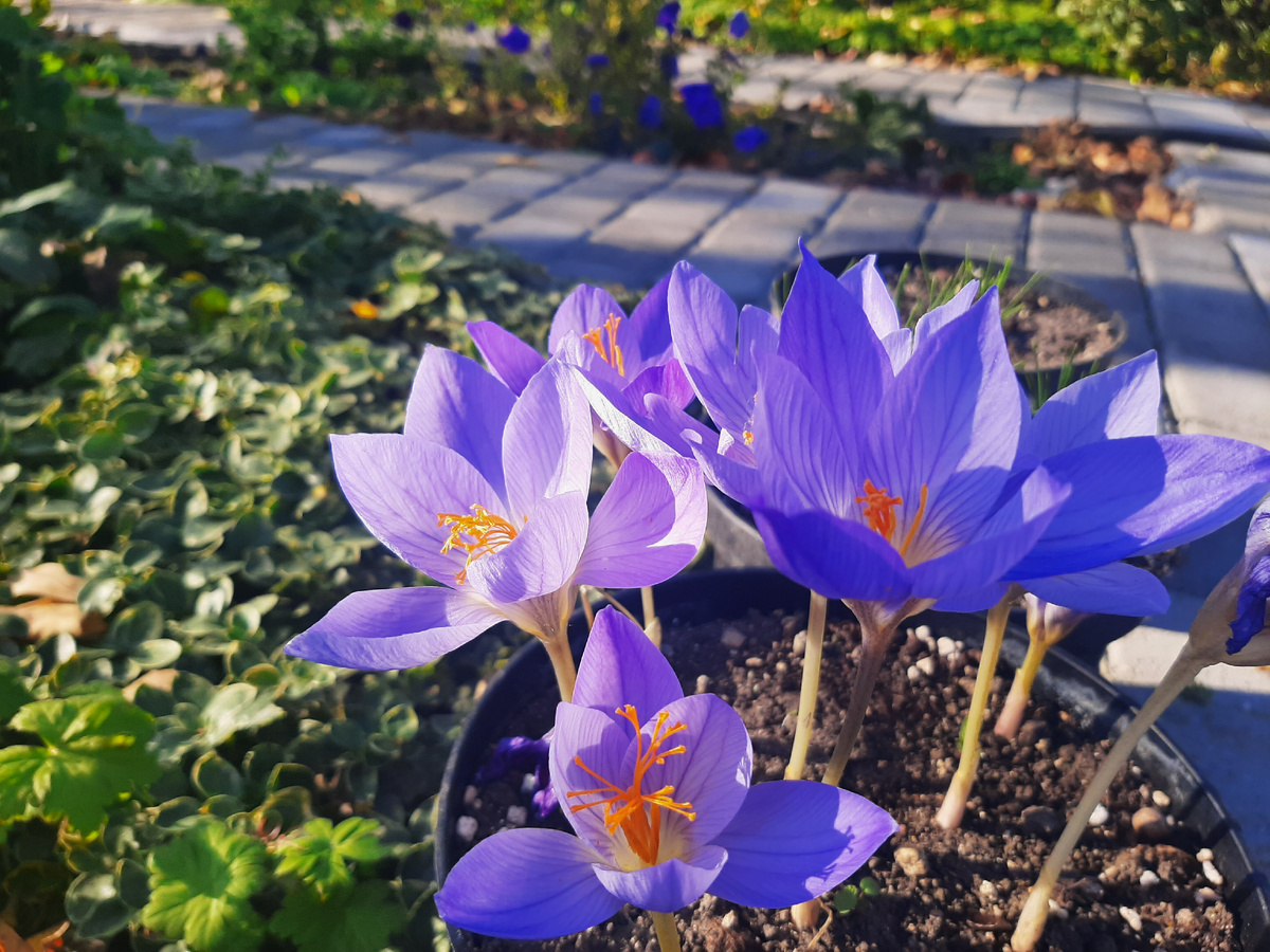 Крокус Zonatus на пике цветения