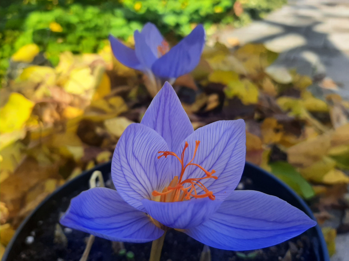 Крокус Zonatus 3 фото