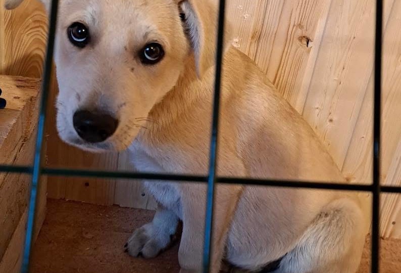 Маша, Машенька. Ребенок за решёткой приюта...