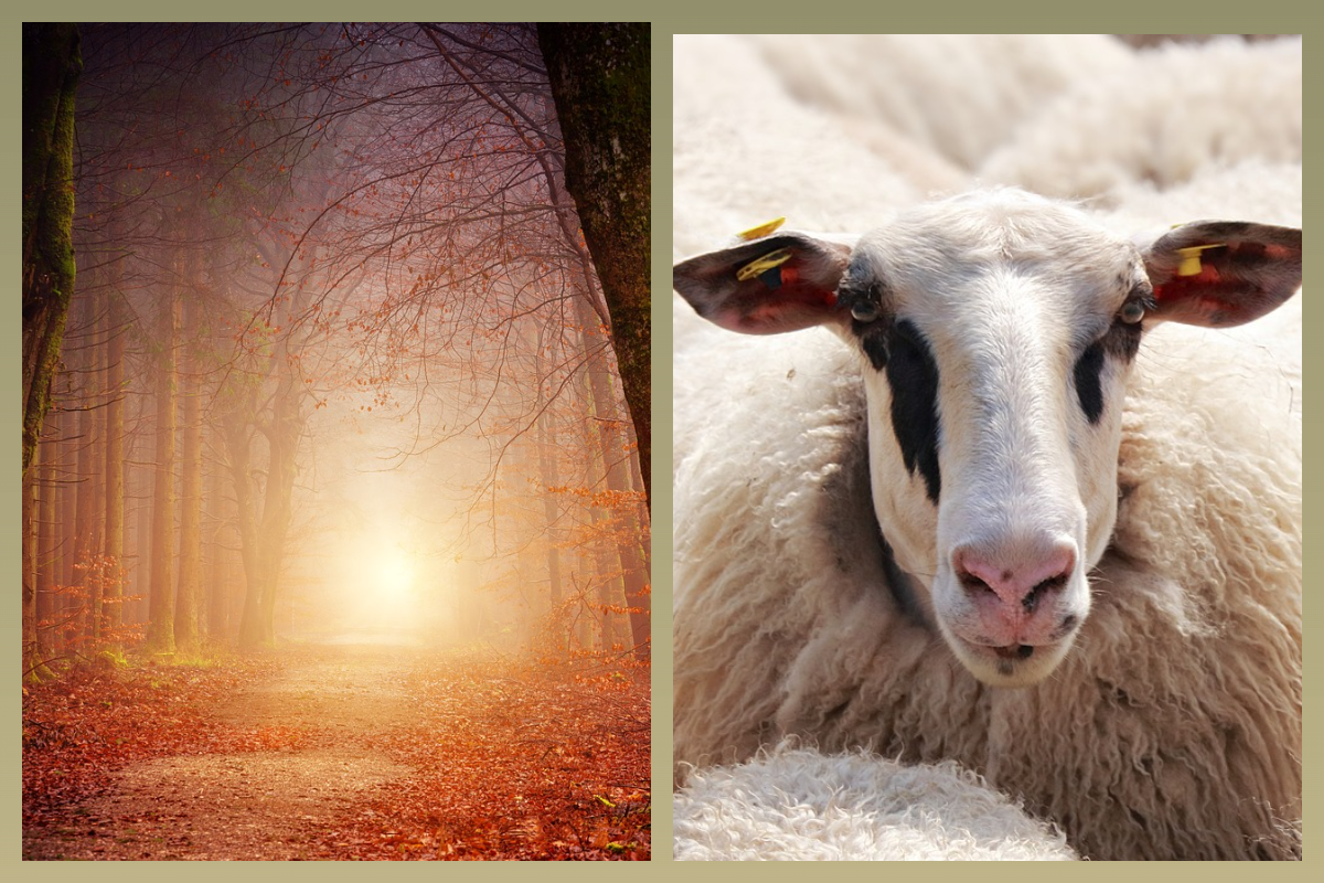 Туман, овцы/pixabay.com