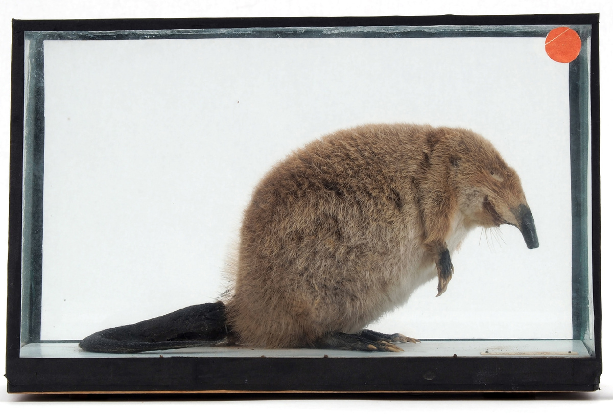 Чучело Русской выхухоли из коллекции Зоомузея КФУ, добытой близ деревни Кузькино в сентябре 1939 года. Препаратор Коксин Я.