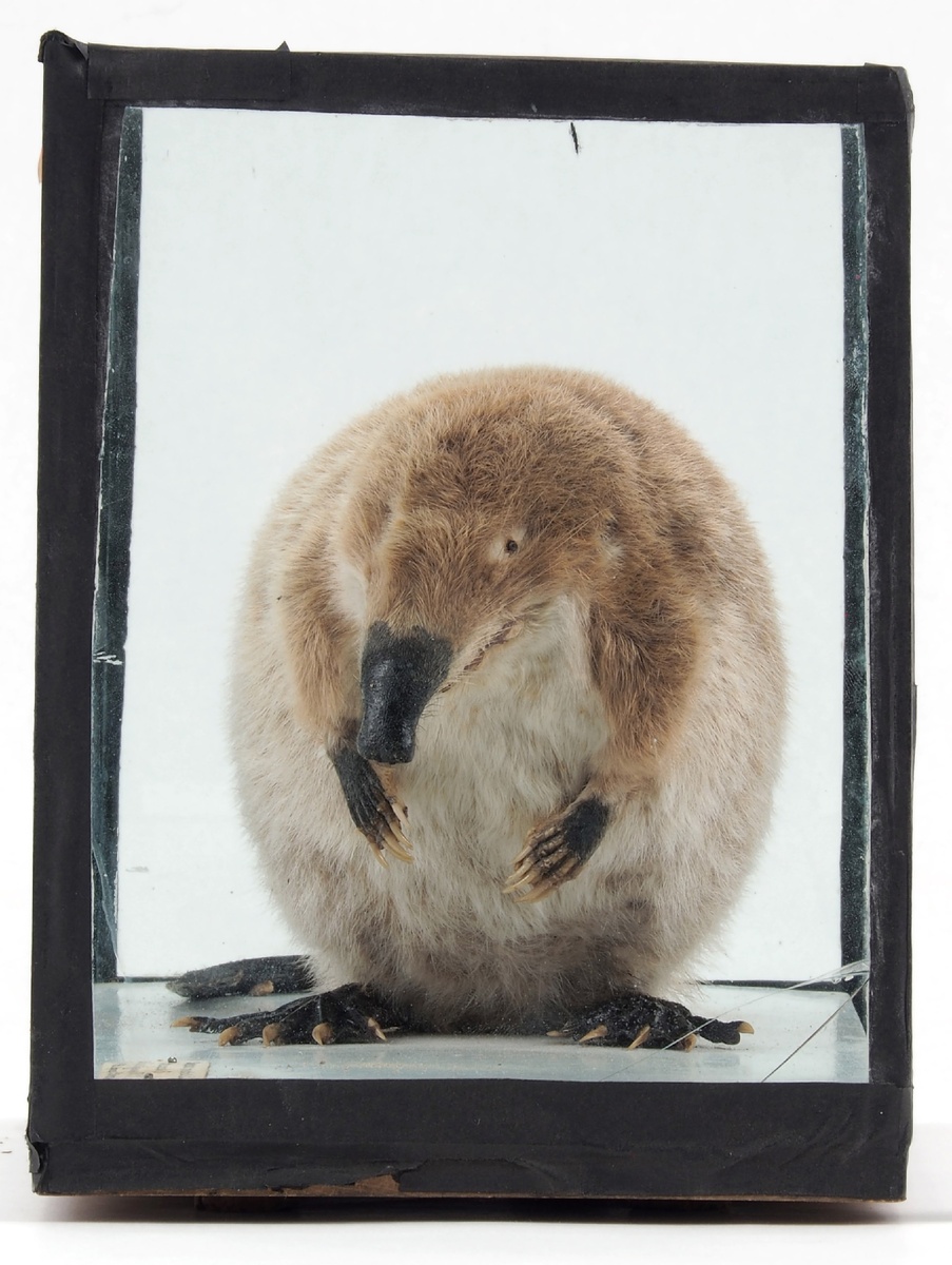 Чучело Русской выхухоли из коллекции Зоомузея КФУ, добытой близ деревни Кузькино в сентябре 1939 года. Препаратор Коксин Я.