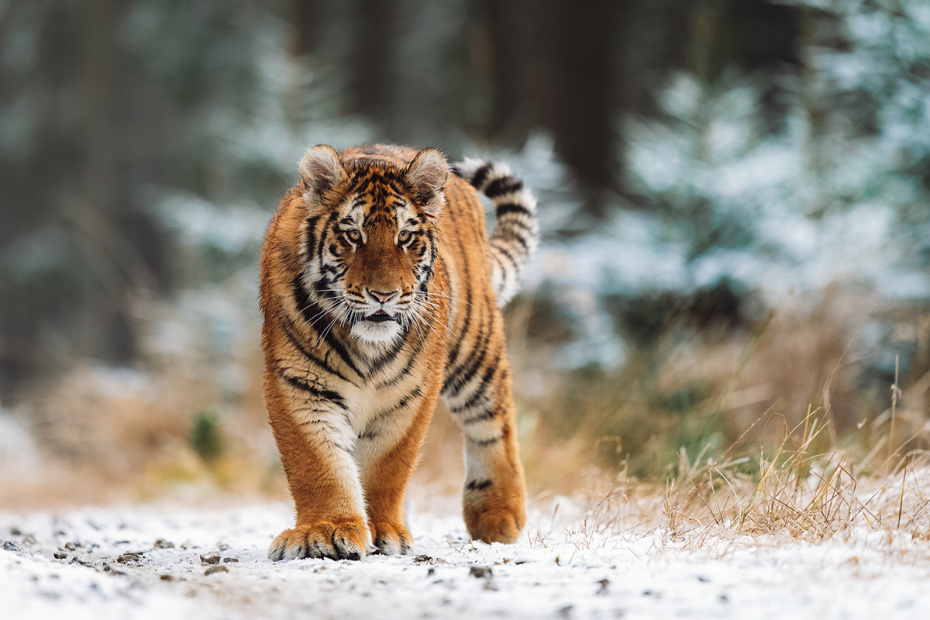    Shutterstock/FOTODOM