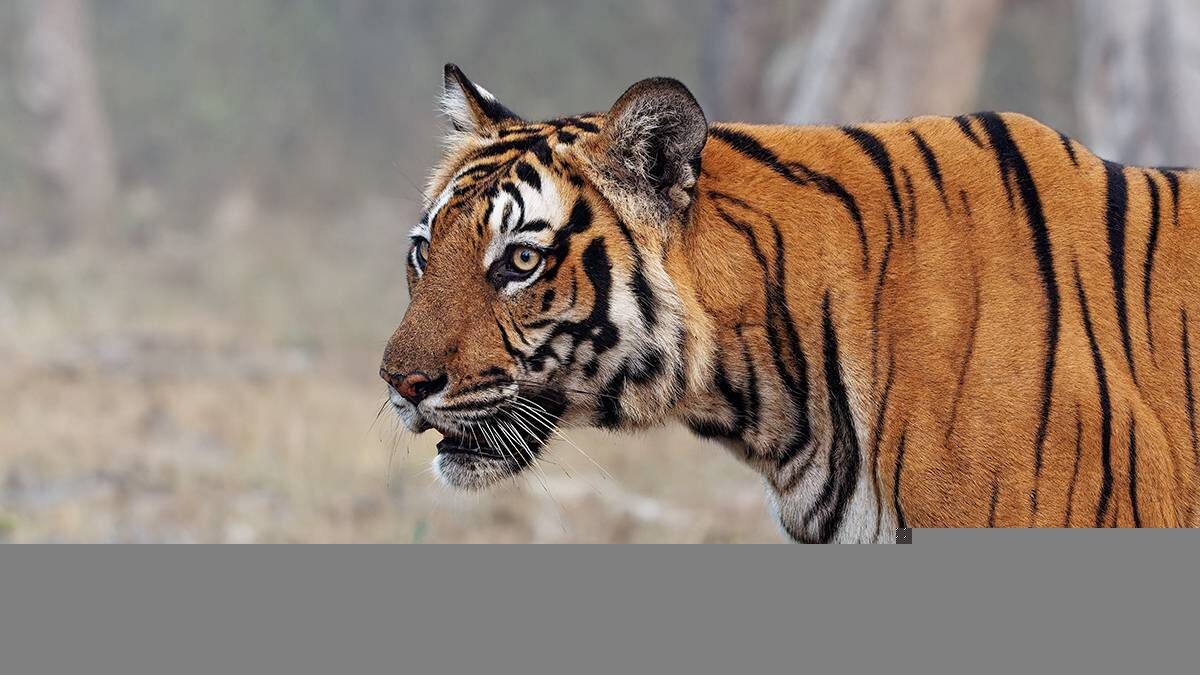    Фото: Shutterstock