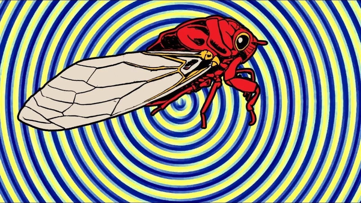 Тимбалы цикады — это природный аналог музыкальной шкатулки. Быстрые сокращения мышц создают вибрацию, а полое тело усиливает её, рождая знаменитую «песню зноя».