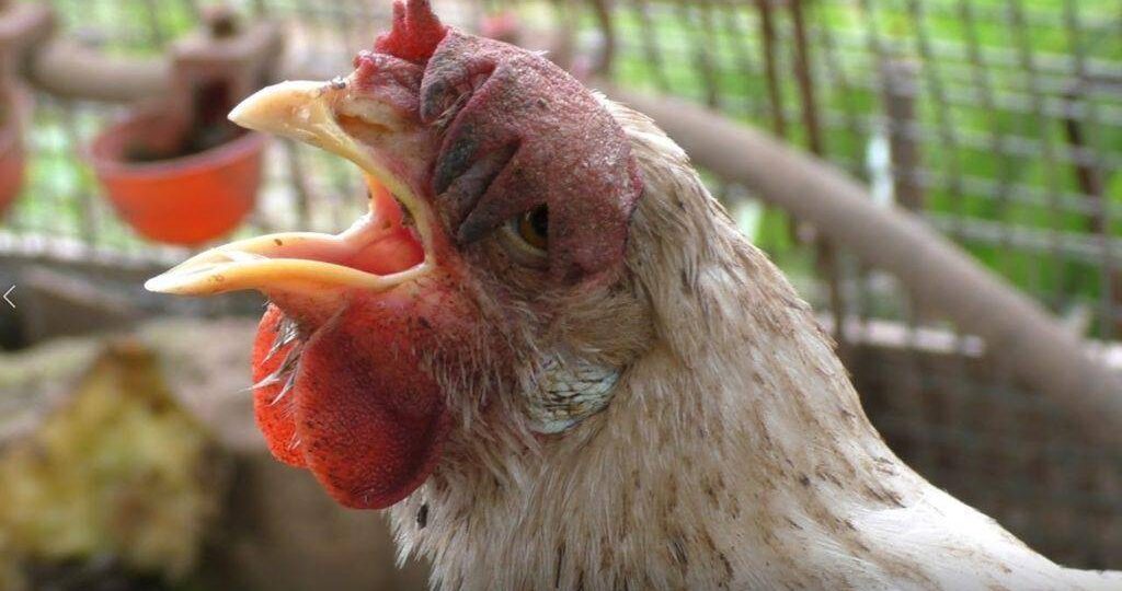 Беда - куры дохнут!