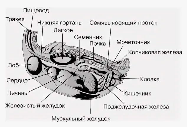 Найдите отличия:  чего у  курицы нет?