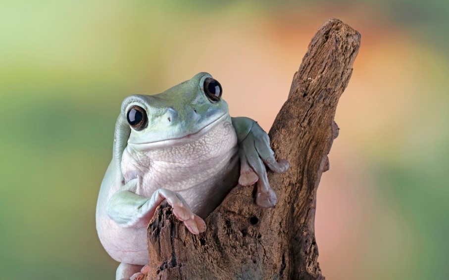    фото: фрипик