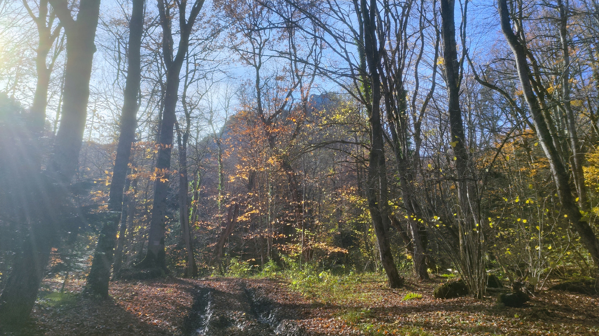 скала Раскол-вид из осеннего леса