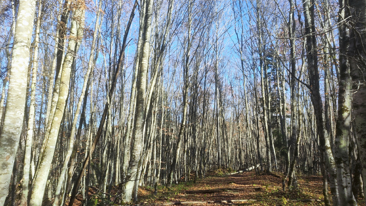 дивный частокол в осеннем лесу. Хамышки
