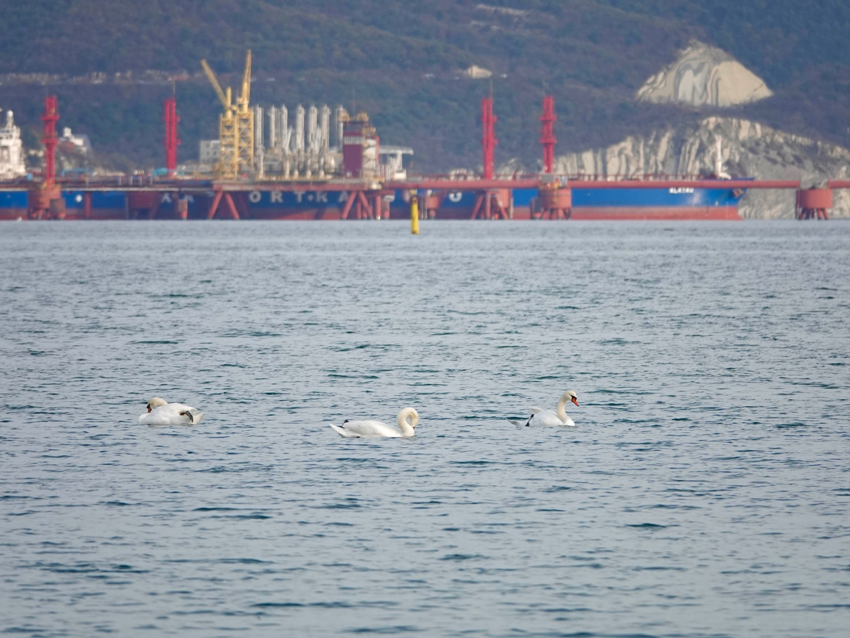 Лебеди в бухте