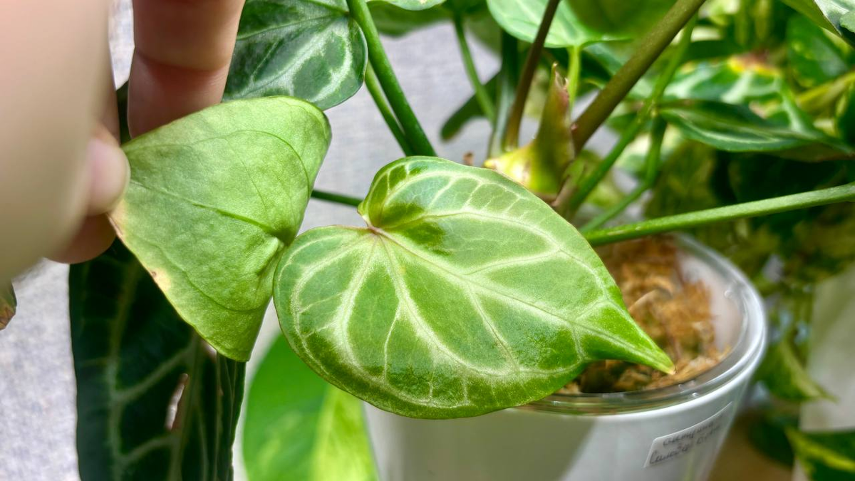 Антуриум Сильвер Блаш