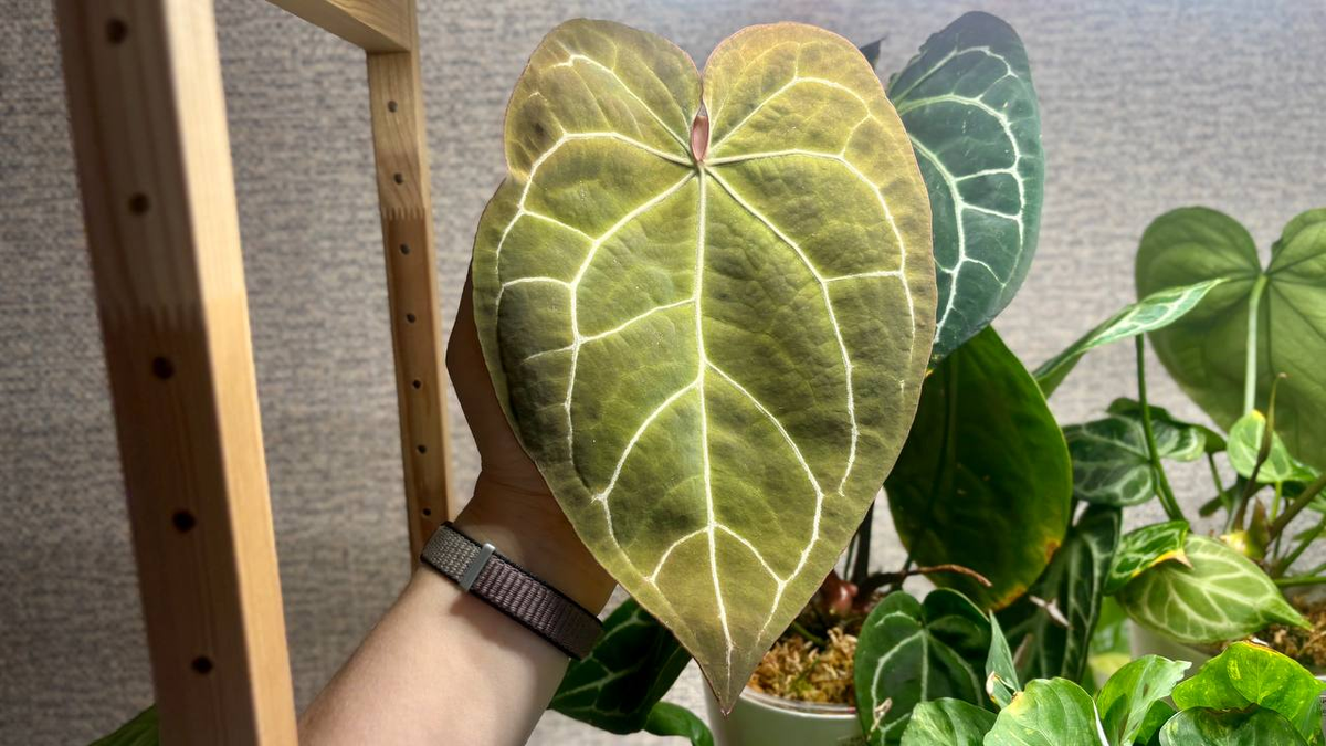 Антуриум Кристалинум