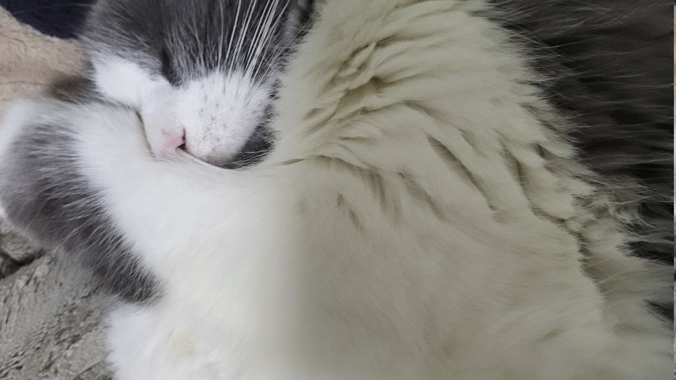 Ноябрь и коты