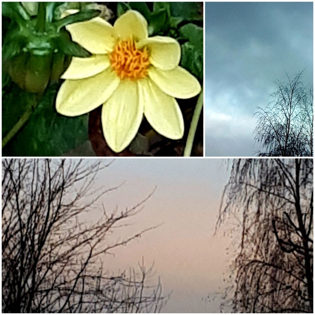 Коллаж автора статьи 10.11.2025г.