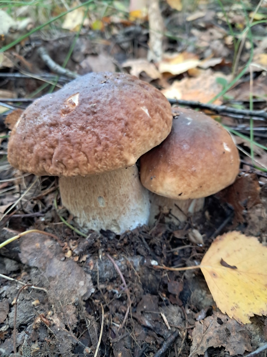 Пока так) В парном разряде от Вязниковского района выступают....