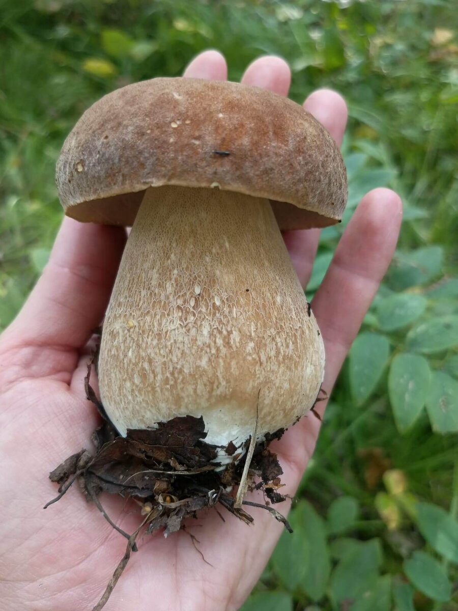 Ольга Трифонова. Ненаглядный мой! 