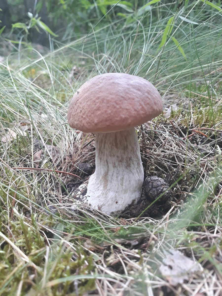 Yan Dex. Это были июньские первые находки, юг Смол лбл