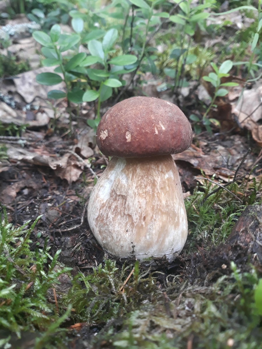 Yan Dex. Это были июньские первые находки, юг Смол лбл