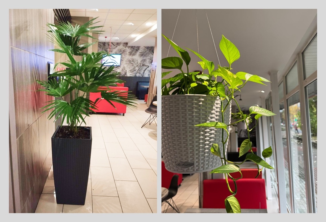 Пальма ливистона и лиана эпипремнум в кафе на Ленинградской, 47
