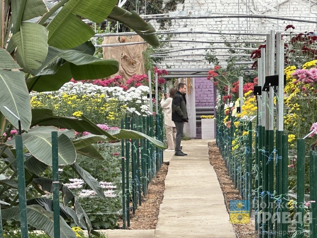     «Бал хризантем» бьет рекорды: ботаникам удалось создать в Волжском еще одну точку притяжения для туристов
