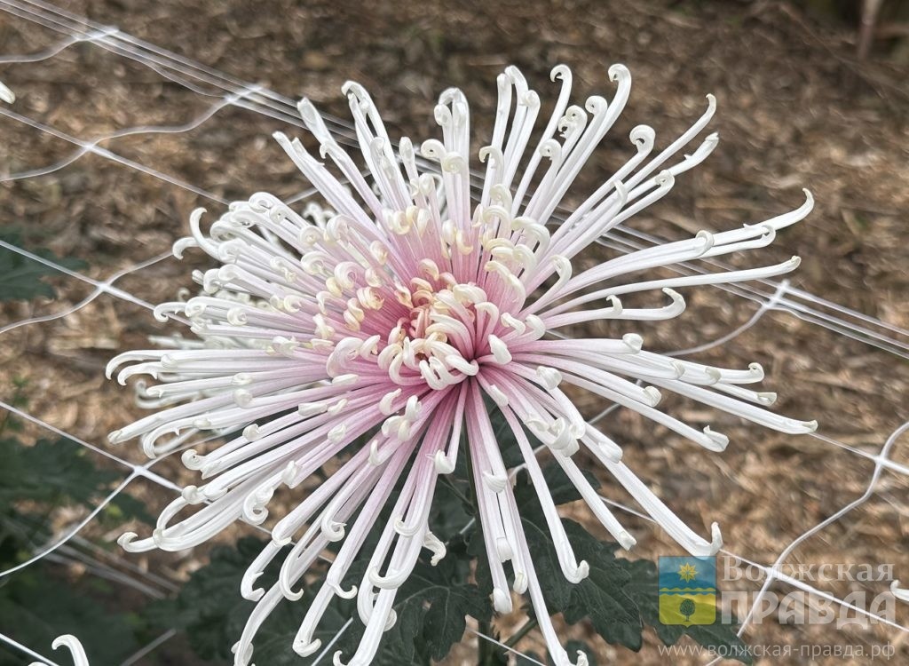     «Бал хризантем» бьет рекорды: ботаникам удалось создать в Волжском еще одну точку притяжения для туристов
