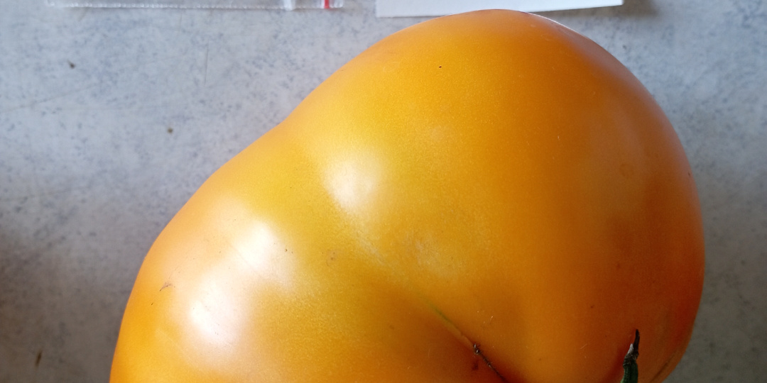 Сорта томатов в моей теплице 2025