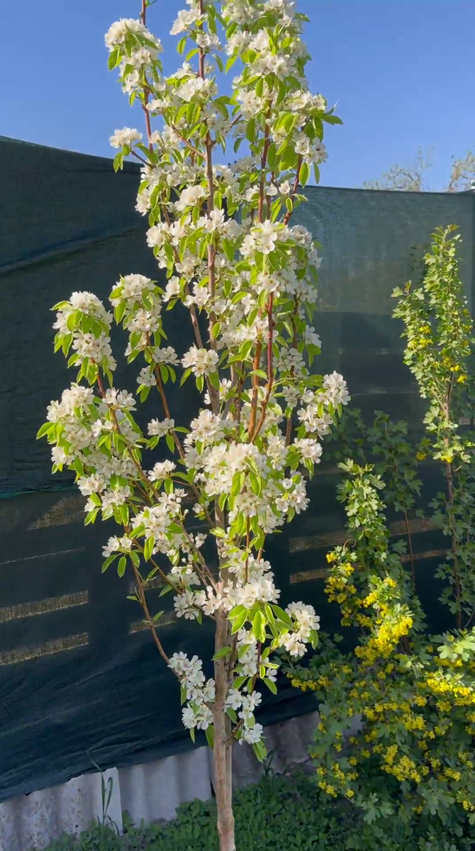 Рудбекия – канал про цветы. «Вильямс» («Вильямс летний», «Дюшес летний»).