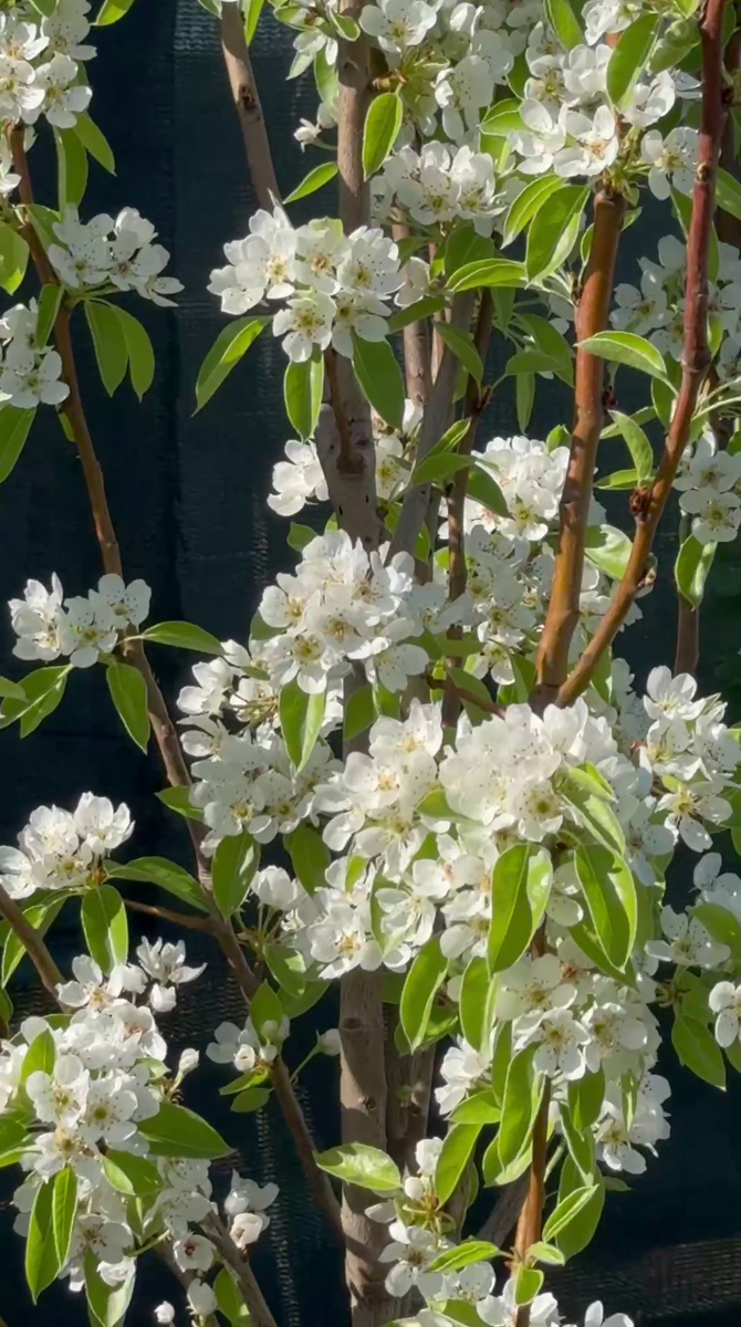 Рудбекия – канал про цветы. «Вильямс» («Вильямс летний», «Дюшес летний»).