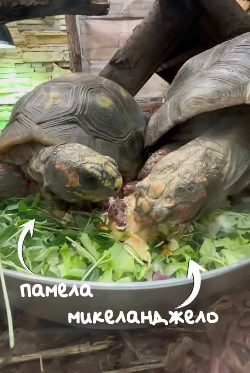    Фото: скриншот видео из telegram-канала Ленинградского зоопарка