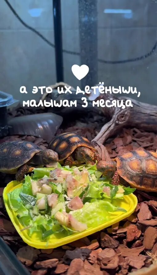    Фото: скриншот видео из telegram-канала Ленинградского зоопарка