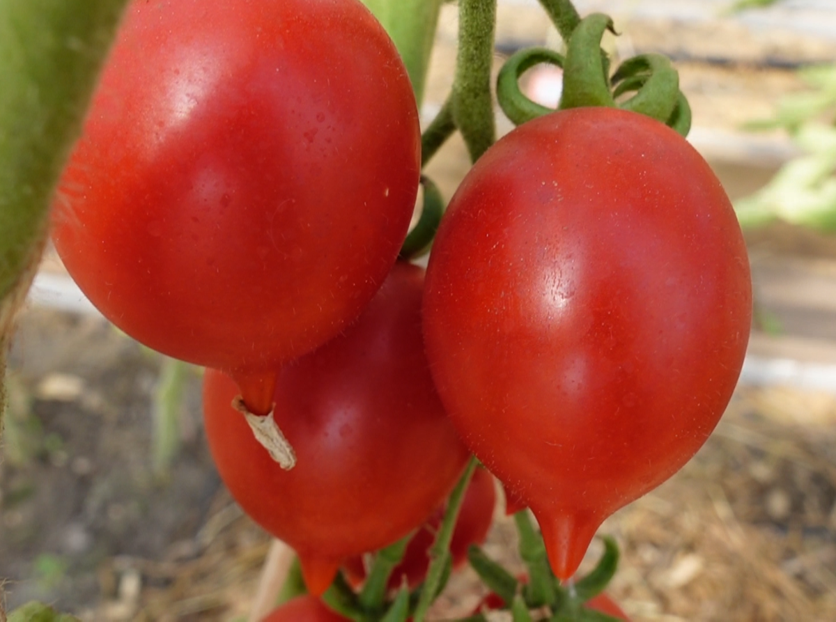 ПРИНЦ БОРГЕЗЕ