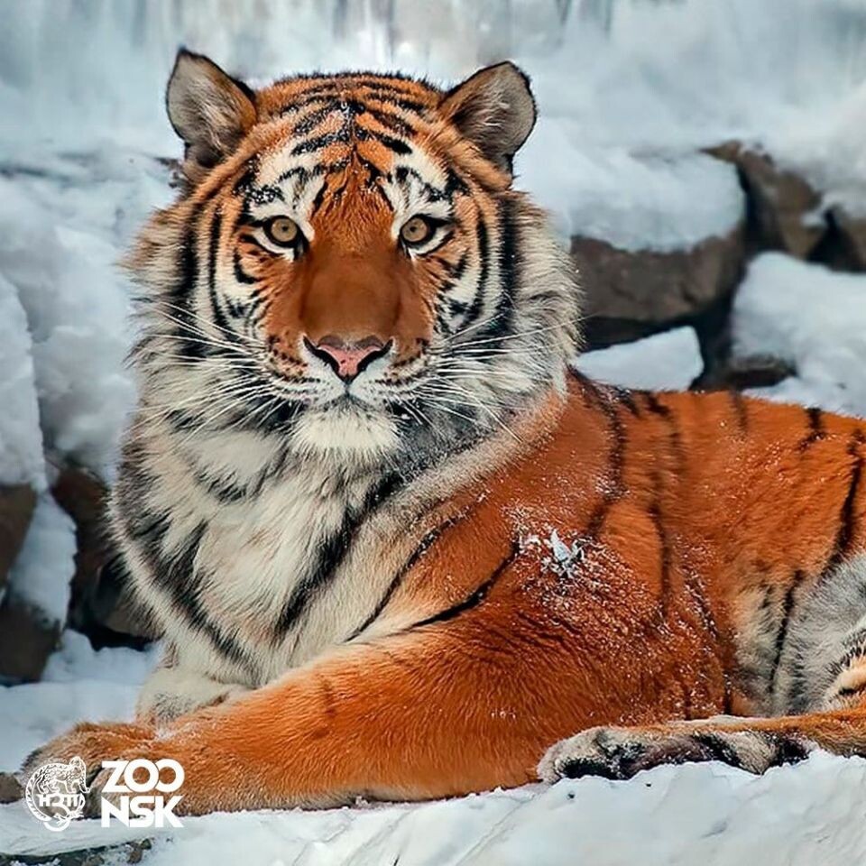    Амурский тигр Максимус. Источник: Новосибирский зоопарк