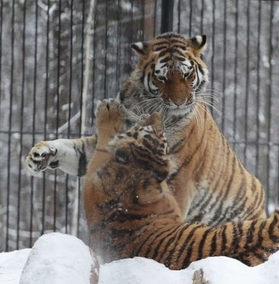    Тигры в Новосибирском зоопарке. Источник: Новосибирский зоопарк