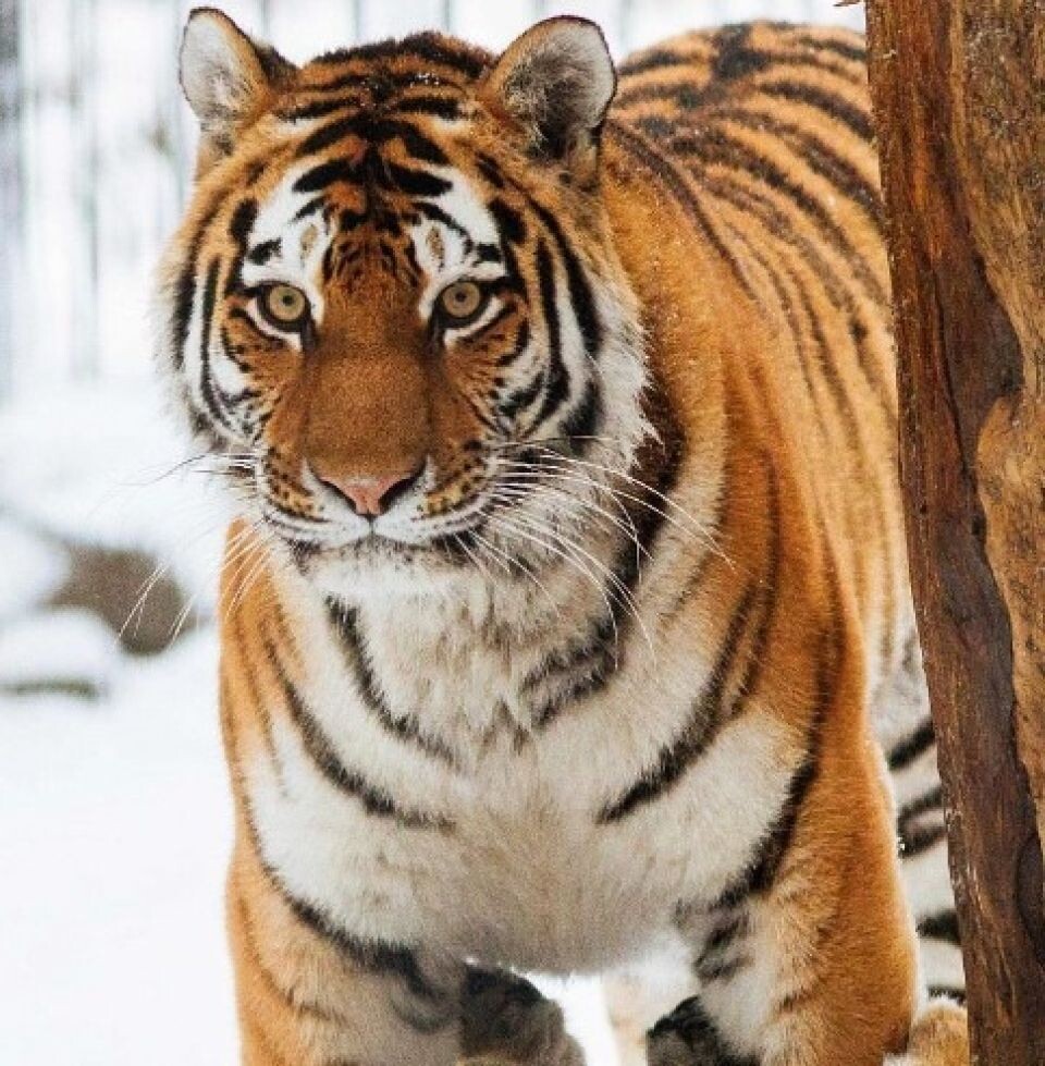    Тигры в Новосибирском зоопарке. Источник: Новосибирский зоопарк