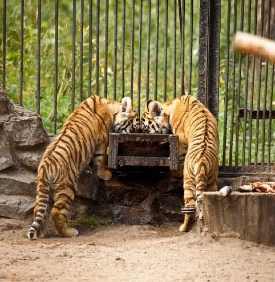    Тигры в Новосибирском зоопарке. Источник: Новосибирский зоопарк